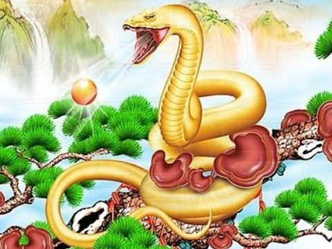 属蛇和属鸡的婚配好吗_学搭配运势网