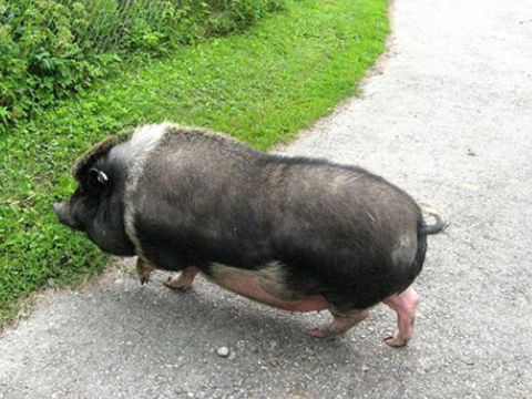 梦见又肥又大的猪