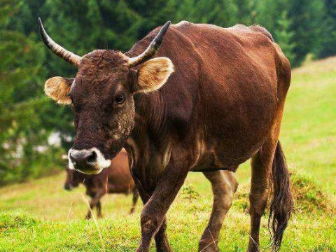 生肖女牛和男羊会相配吗