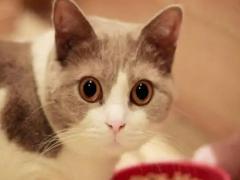 什么人养猫运气会变差运势不好