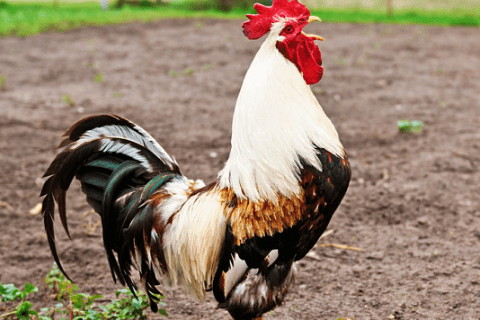 属鸡人2023年每月运势详解