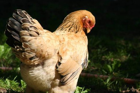 属鸡人2023年每月运势详解