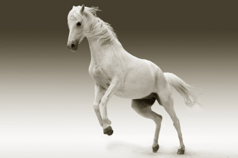 2014年属马几月出生好 属马几月份出生的命运好