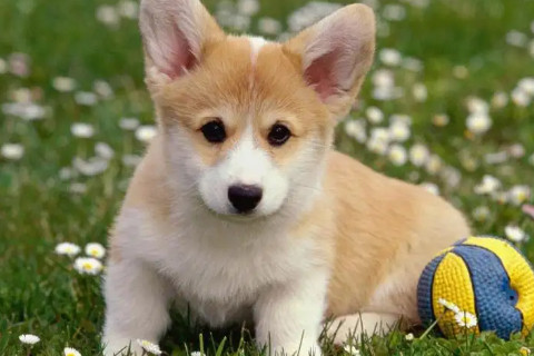 82年是什么命五行属性 82年属狗女人2023年的运势及运程