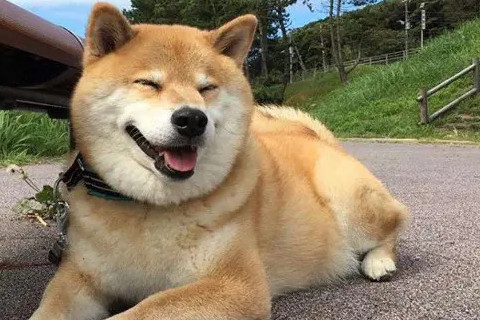 狗和牛的属相合不合结婚 狗和牛的婚姻能白头偕老吗