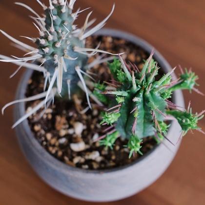 揭秘：摩羯座过的是双十一还是光棍节？