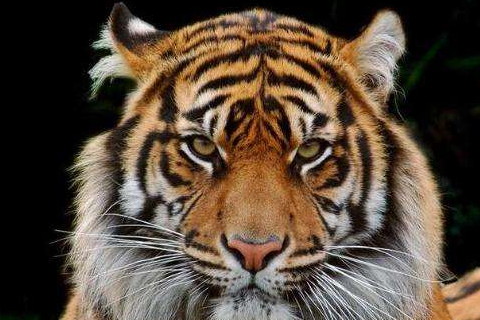2010年属虎2024年运势及运程 14岁属虎人2024年每月运程详解