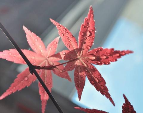 解梦：梦见抓到红色的鱼,该怎么解释？