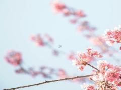 2024年12月黄历生子时辰表解析 生子时辰选择的风水讲究