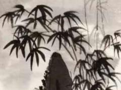 2000属龙2025年的运势及运程